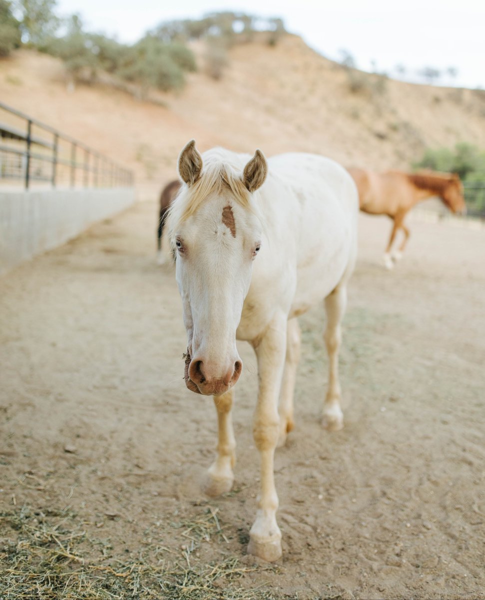 barszranch's tweet image. Interested in boarding your horse with us?
Email us at boarding@barszranch.com or click the link for more info and to schedule a meeting with our staff: barszranch.com/horse-boarding…