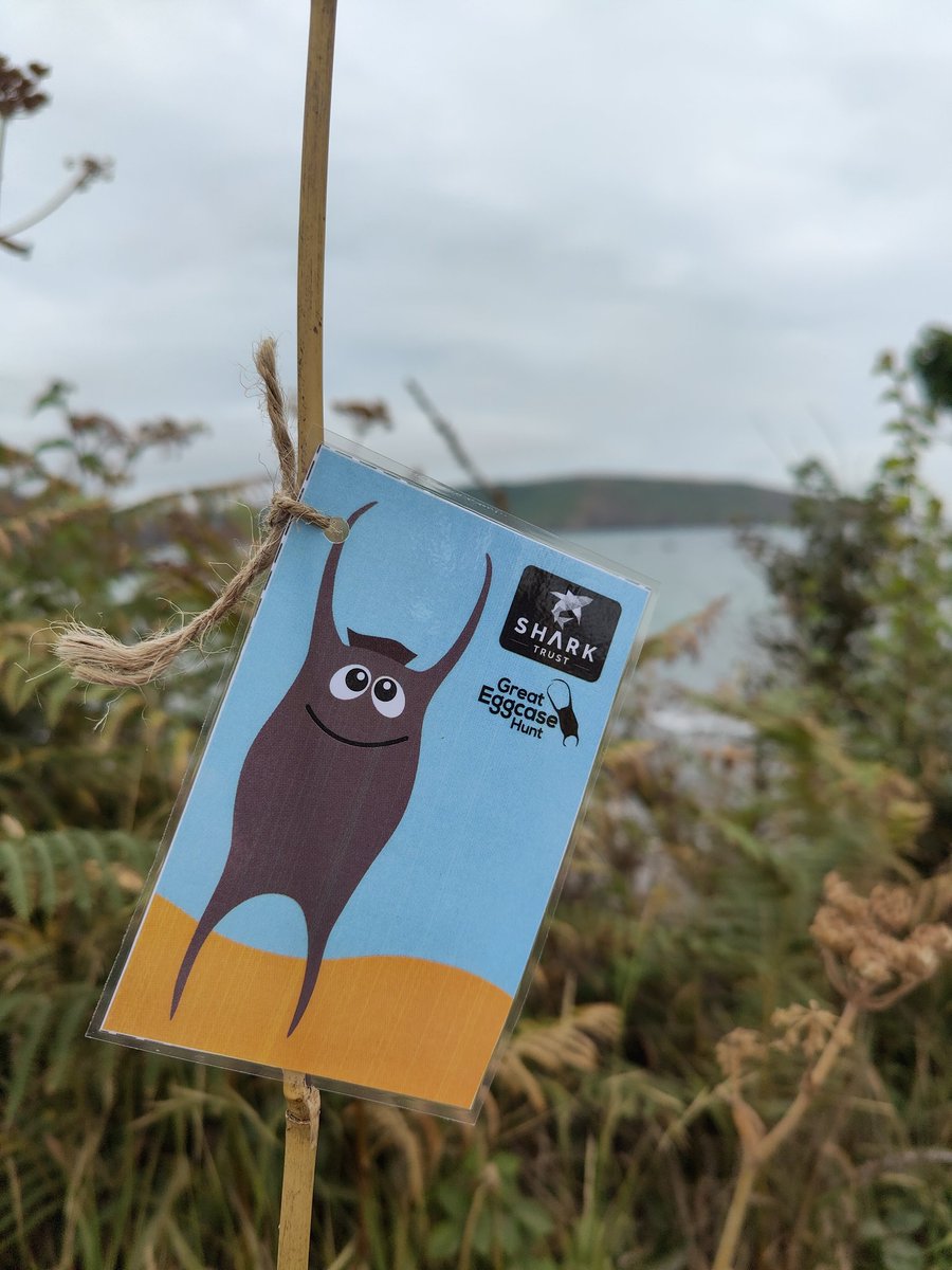 SharkTrustUK's tweet photo. We had great fun with @WemburyMarine for their Shark Day today! The cuddly sharks were certainly popular - with all ages! 🌊💙🦈 https://t.co/scDdqDfFm6