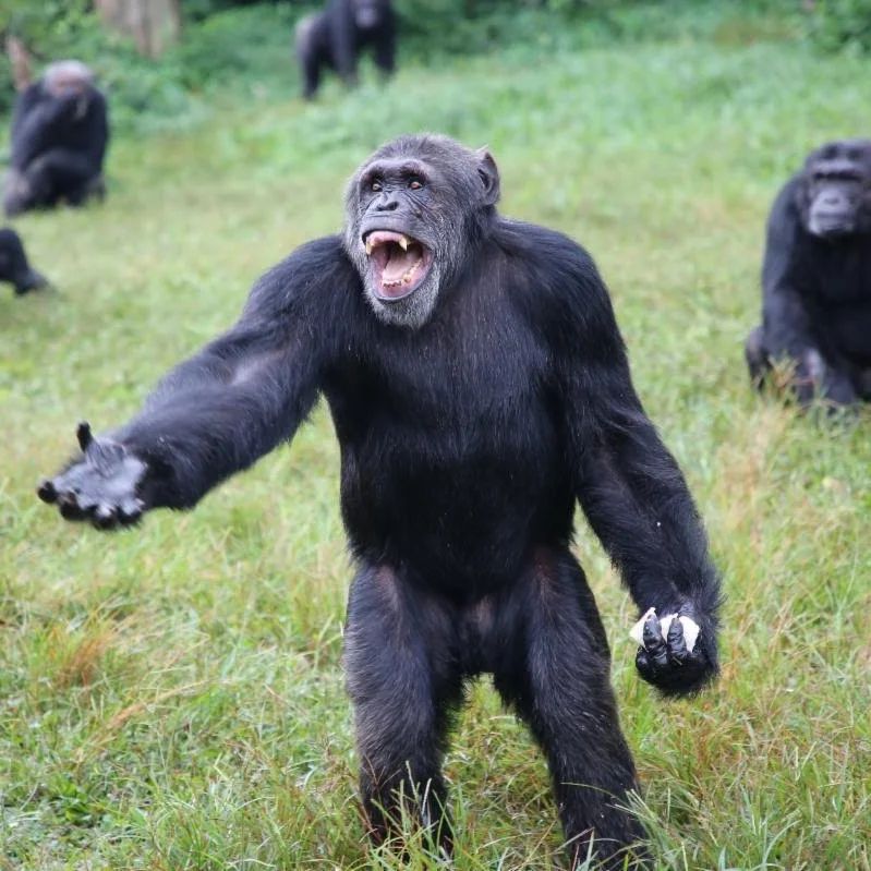 Our #sunday safari offer is the 1 day Ngamba Island Chimpanzee Safari. 
Check it out 👇
gorillatrackers.com/1-day-ngamba-i…
#AfriTrekHolidays #ngambaisland #chimpanzees #1dayentebbetour #VisitUganda #ugandasafari #Uganda #Africa #travel #wildlife #primates #lakevictoria #sseseislands #nature