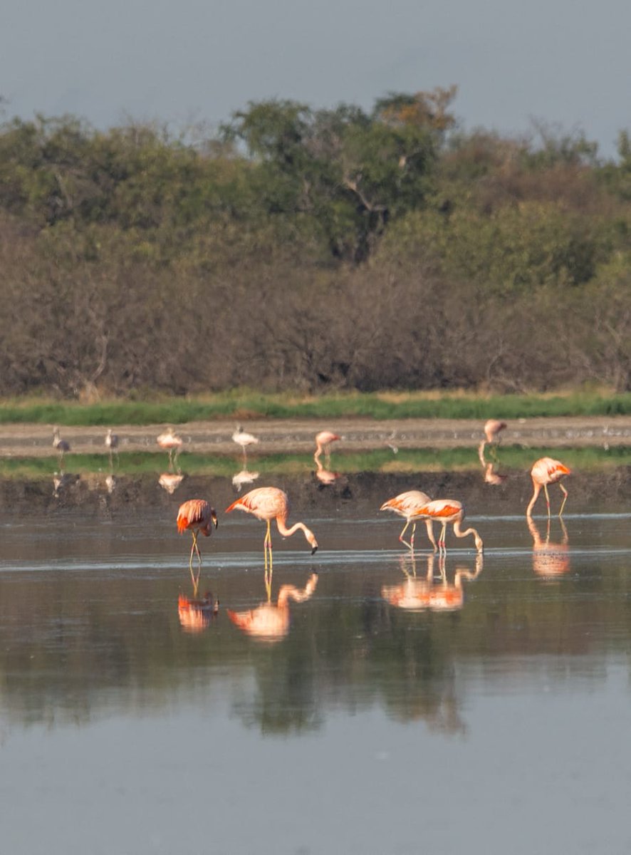 ral_acua's tweet photo. Oficialmente llegaron los flamencos a Las Lagunas Saladas del Chaco Paraguayo, este es el momento ideal para visitar el Chaco y vivir esta espectacular experiencia. ❤🦩🇵🇾 https://t.co/k4mOuEUOlE