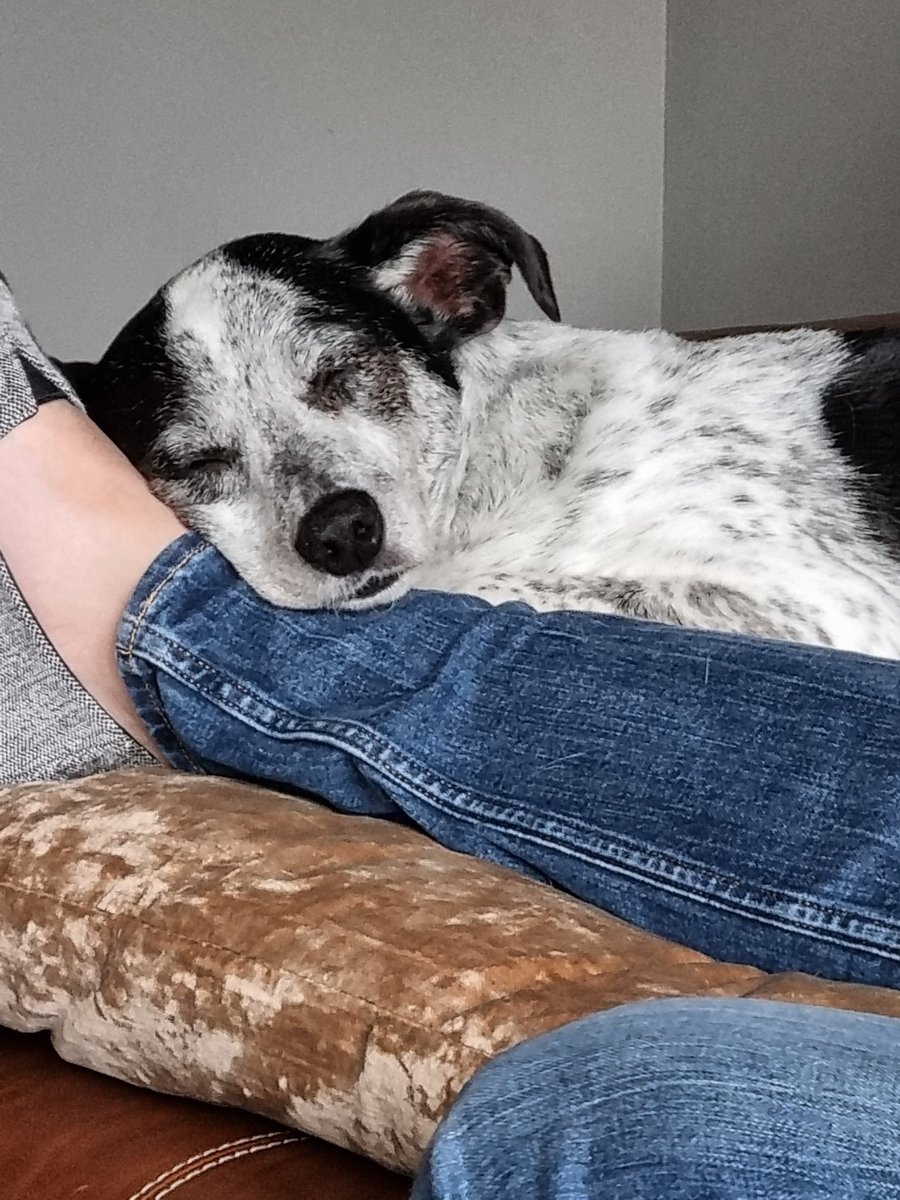 Capi66Angela's tweet image. I know how much you love dogs @TomHardy my rescue Rico x