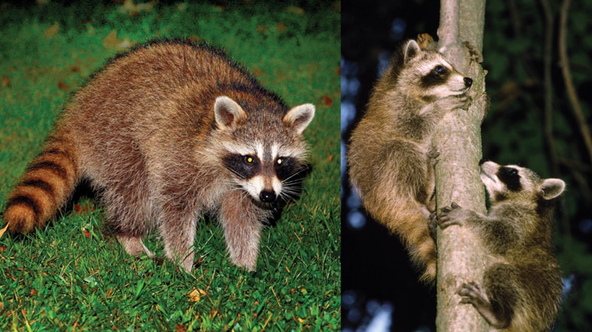 Cute raccoons 

#animal #cute #RaccoonDog #raccoon #petraccoon #usa #UnitedStates #pet #petlover #raccoons