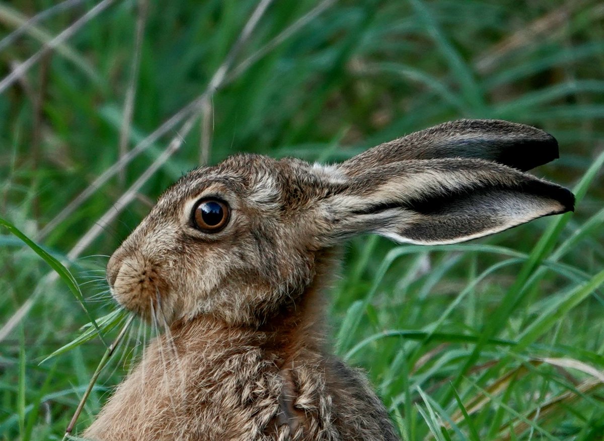 AdeysAlthorp's tweet photo. Althorp park's brown hare population is starting to really show itself, especially now that the hay has been cut &amp; baled.
They're quite bold around the folks that visit @AlthorpHouse throughout July &amp; August. 
Conservation@althorp.com   #animalsofalthorp #spencerestates #sonyA7 https://t.co/eADpo7vRwd