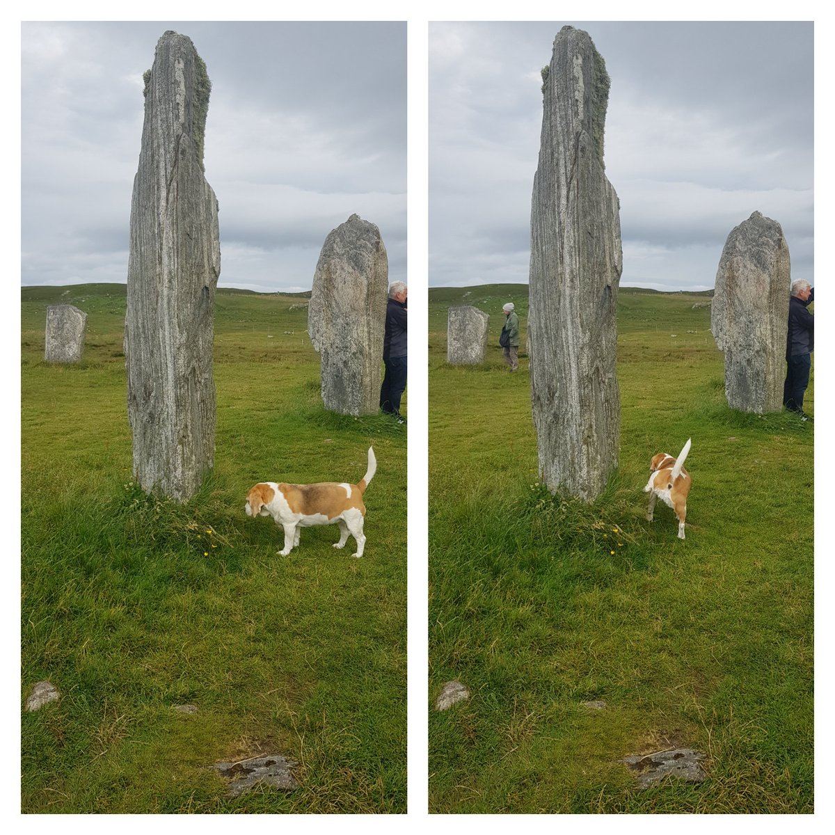 HeatherPullia19's tweet image. Everyone's a critic. Standing stones, Callanish, Lewis.