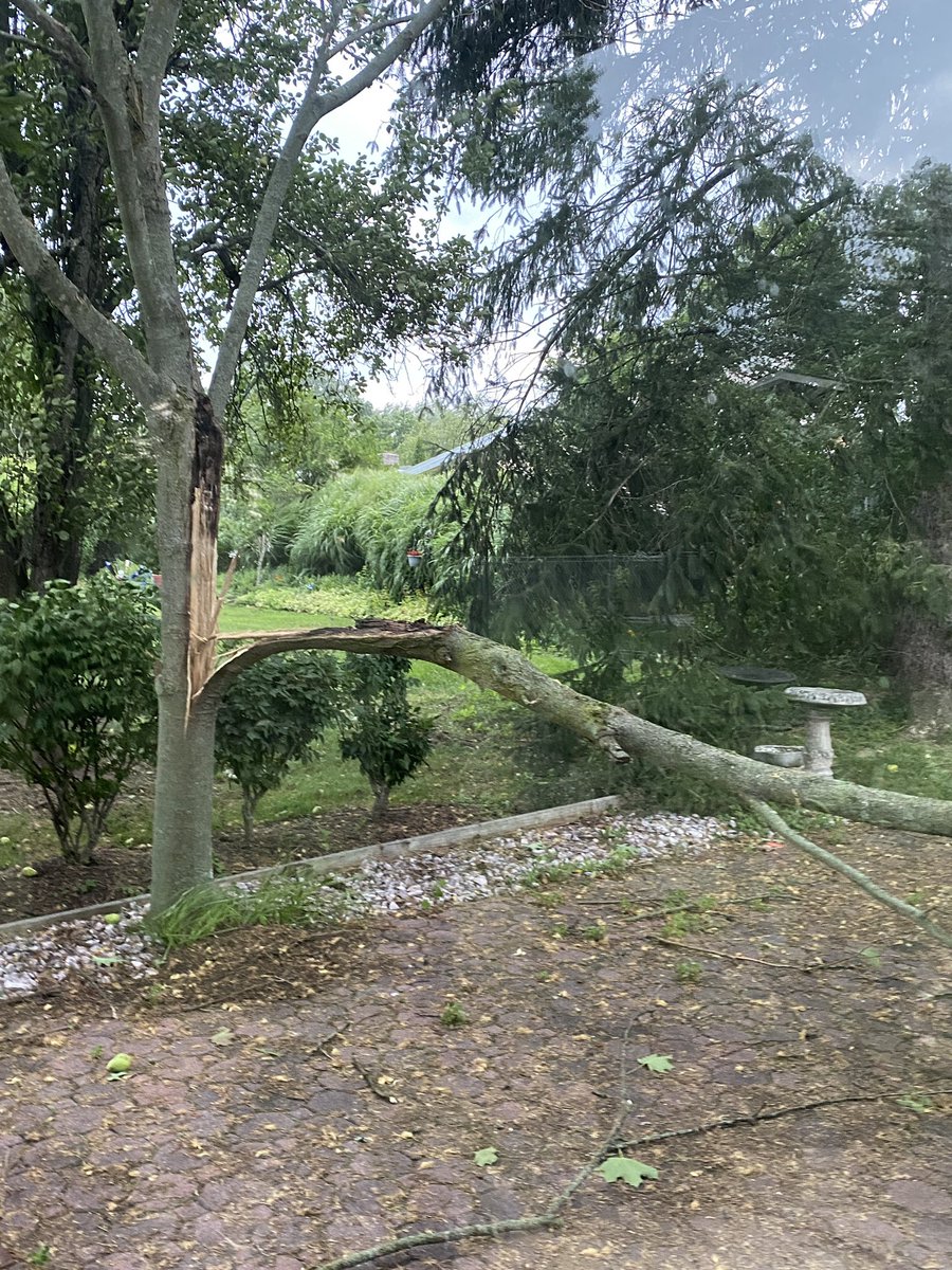 nMals's tweet photo. Lashing rain, crazy thunderstorms and winds, phew!! Our mimosa tree split and fell :(
#storm #stormyweather #mimosatree #treeuproots https://t.co/aayATrYkCP