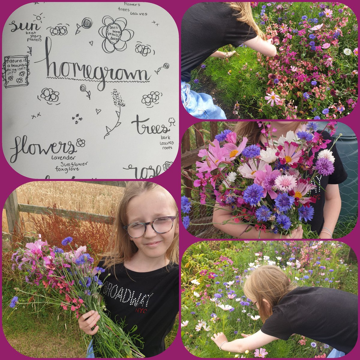 andha1f0rd's tweet photo. #Homegrown #cosmos #clarkia #cornflowers https://t.co/Qx69NLCFb5