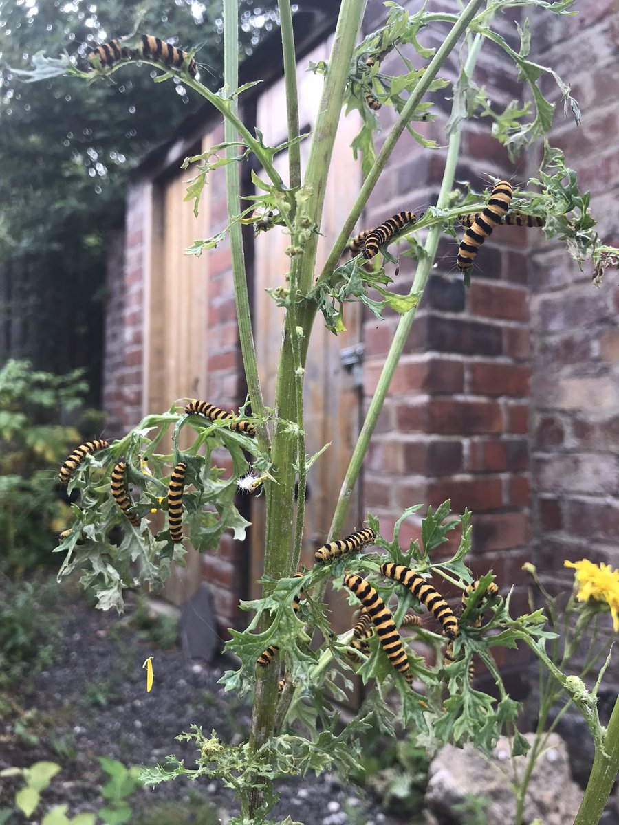 So many Cinnabar caterpillars 🐛 🐛
