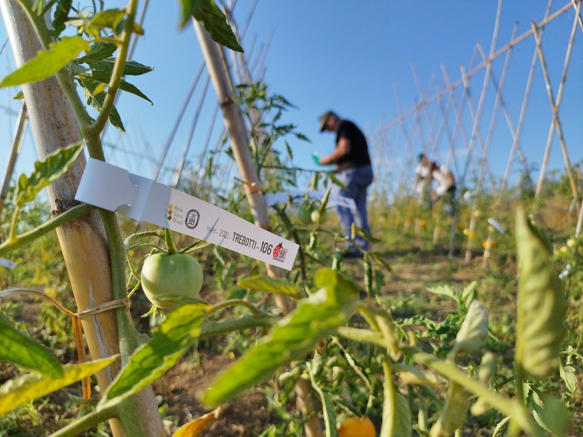 matteo_petitti's tweet photo. 🍅 #participatory selection of #yellow @harnesstom #tomato population with @unitusviterbo and @retesemi @ https://t.co/qgScvDOzVu

#BreedingABrightFuture 
#CitizenScience
#organicheterogeneousmaterial
#OHM
#ClimateCrisis https://t.co/qwl6O9McZO
