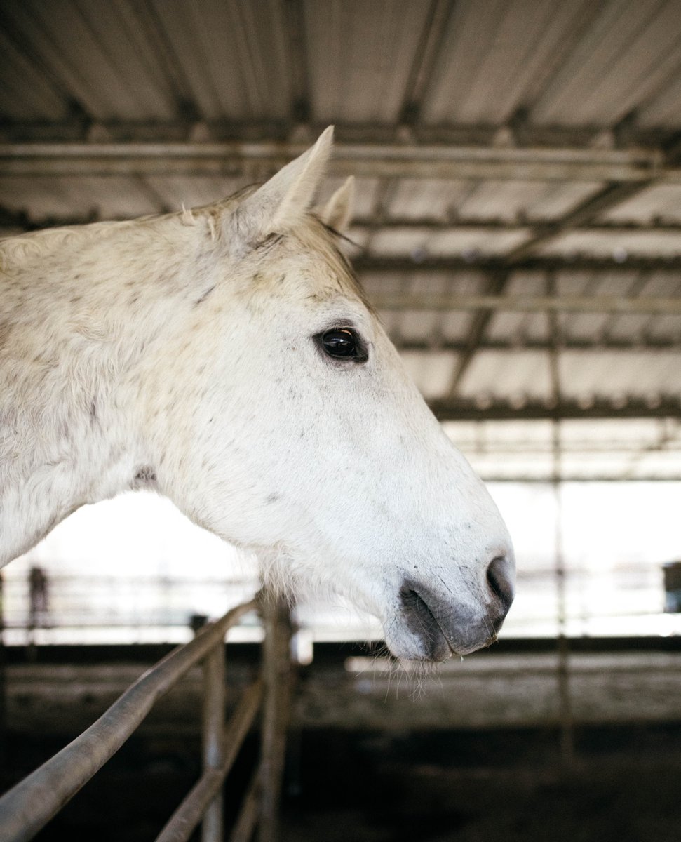 barszranch's tweet image. Interested in boarding your horse with us?
Email us at boarding@barszranch.com or click the link for more info and to schedule a meeting with our staff: barszranch.com/horse-boarding…