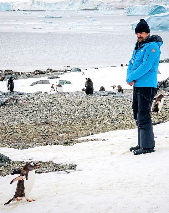 thinkharbour's tweet image. david with penguins