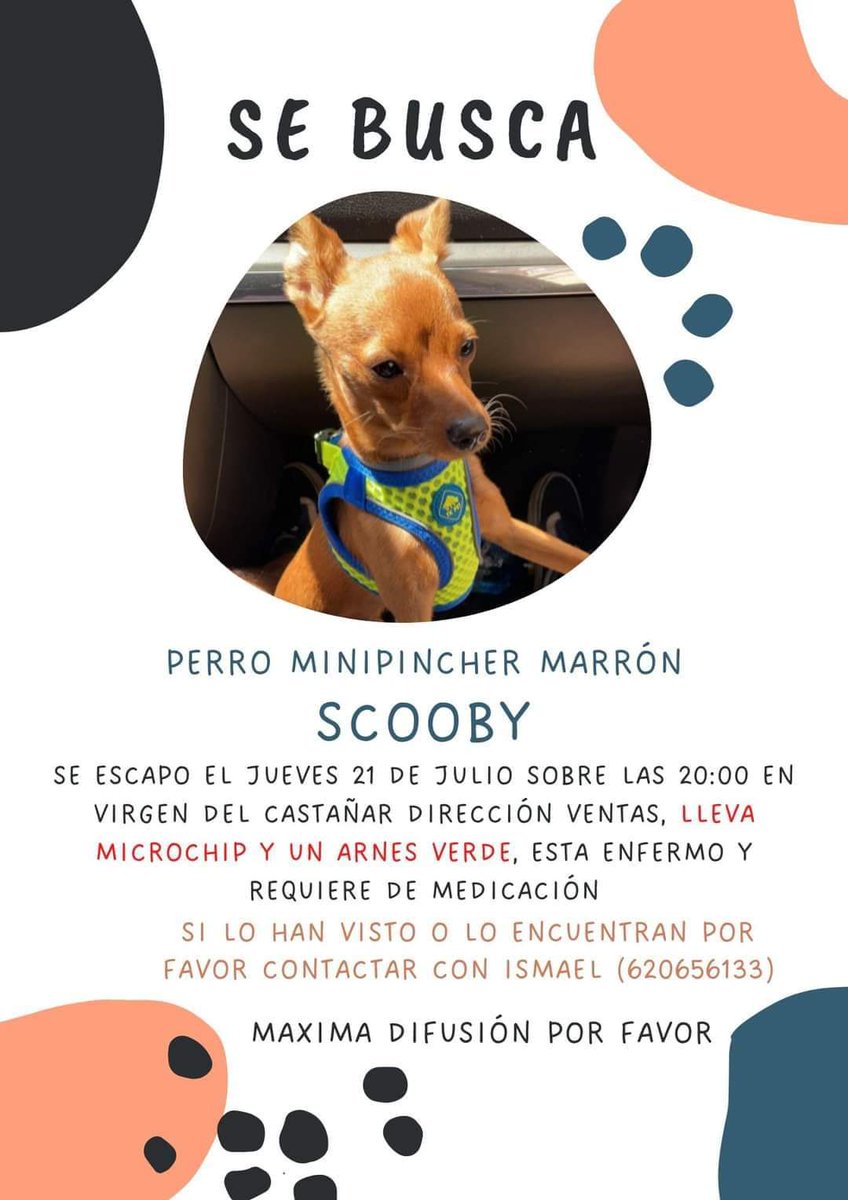 Eboly7's tweet photo. #BarrioDeLaConcepcion #perrosperdidosenmadrid https://t.co/eVYIm16ctt