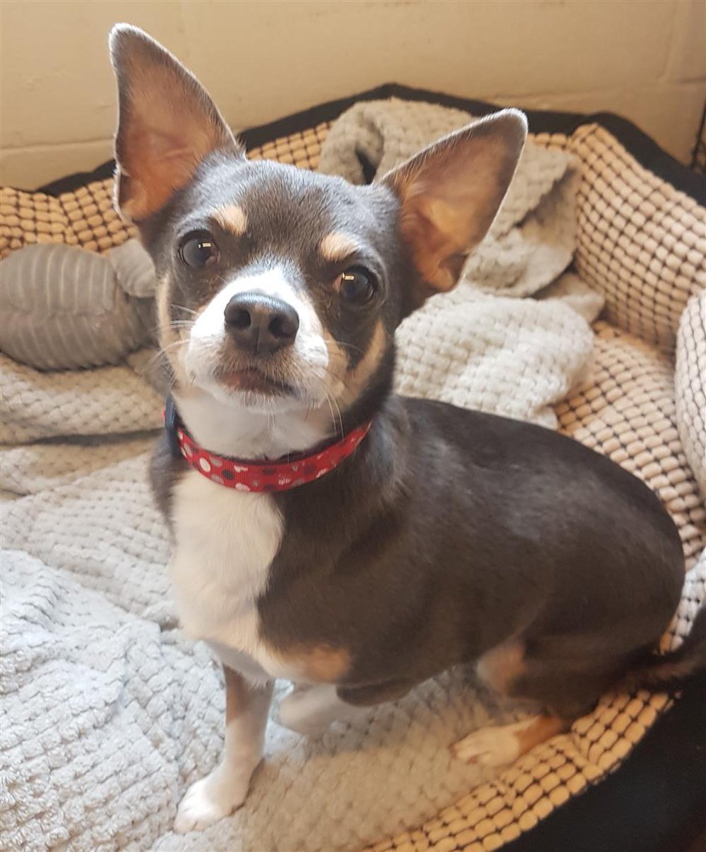 AdoptionsUk's tweet photo. Please retweet to help Reggie find a home #LANCASHIRE #UK 
#Chihuahua aged 9, looking for an experienced adult home as the only pet. He would like to meet you a few times before going home, please read full details

DETAILS👇
https://t.co/VvD6WeTbFM
#dogs #pets #animals #England https://t.co/NyiKJ8BO0e