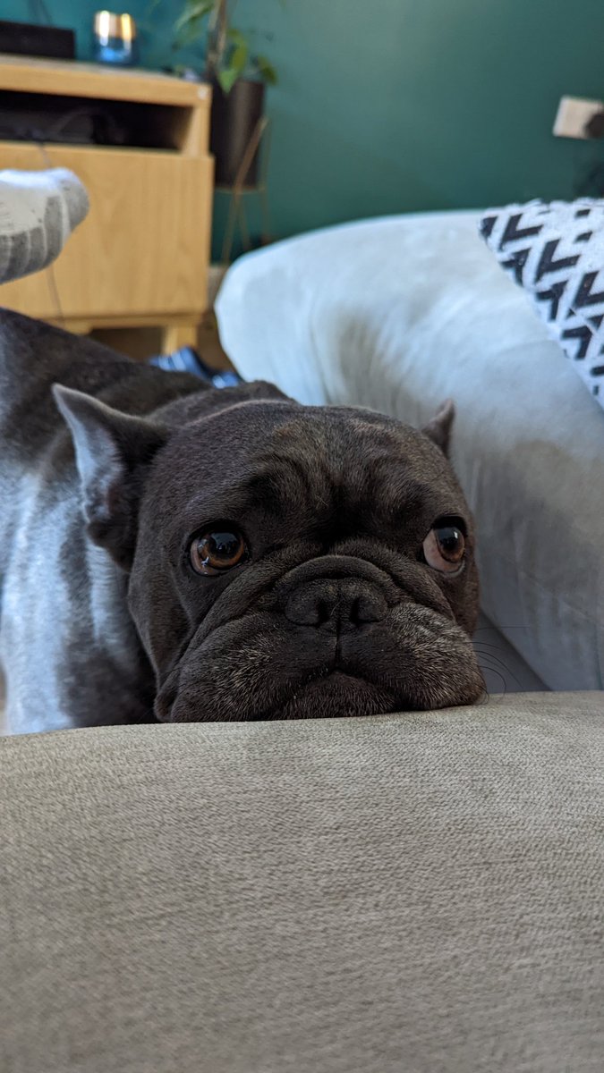 AshAPCustoms's tweet image. Bloody love this little dude. 

#frenchbulldog