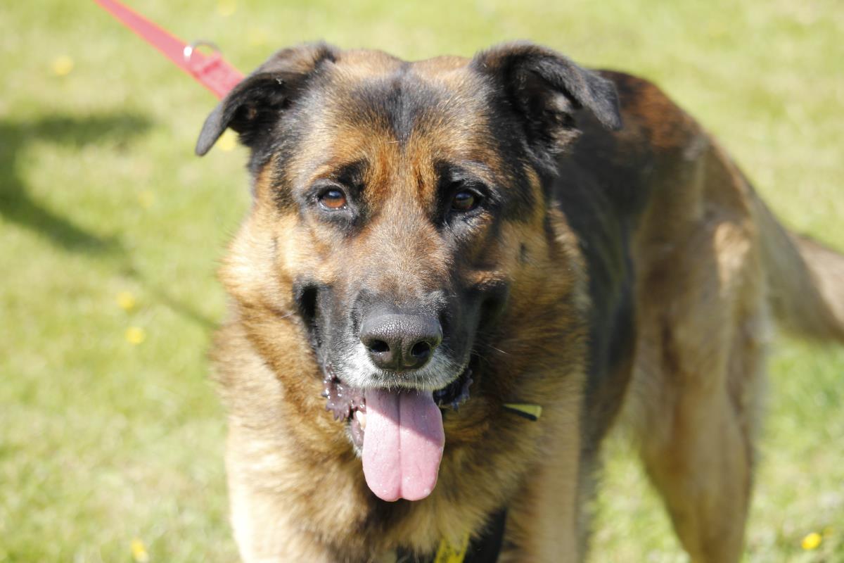 Please retweet to help AJ find a home #BRIDGEND #UK 

Affectionate German Shepherd aged 4, looking for an experienced adult home as the only pet, with an owner that can go on with training. 

DETAILS or APPLY👇
dogstrust.org.uk/rehoming/dogs/…………
#GSD #GermanShepherd  #dogs #pets