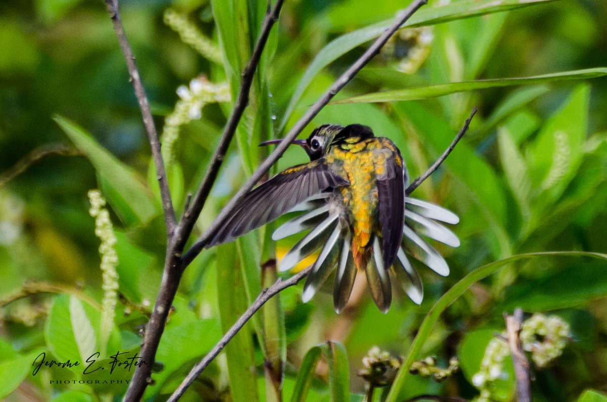 A White-tailed #Goldenthroat #hummingbird stretches its feathers right before taking flight. #Caroni, #Trinidad. #birdwatching #wildlife #animals #birdsphotography #trinidadandtobago #BirdsSeenIn2022