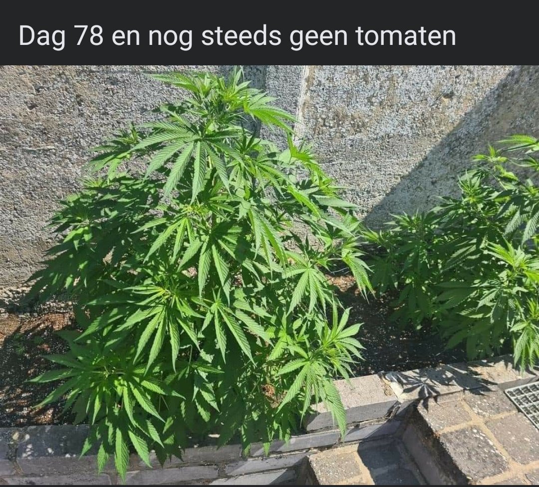 desperadootje (@desperadootje) on Twitter photo 