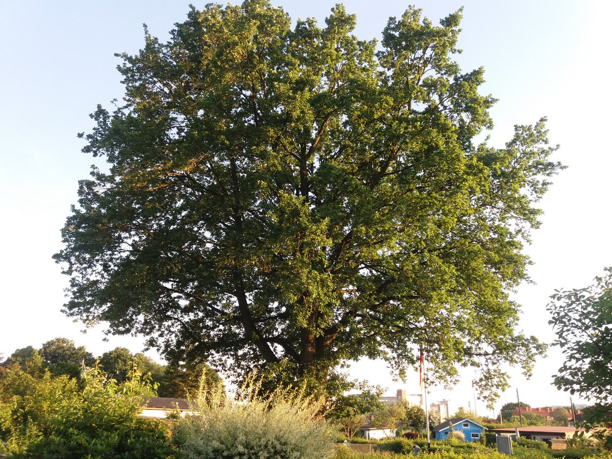LLokstedt's tweet photo. @MartinMosel @bund_hh Hallo, für einen alten Baum müssten ca. 4 neue Bäume gepflanzt werden, um dessen Biodiversität nur annähernt kompensieren zu können. https://t.co/N45UPhhj6i