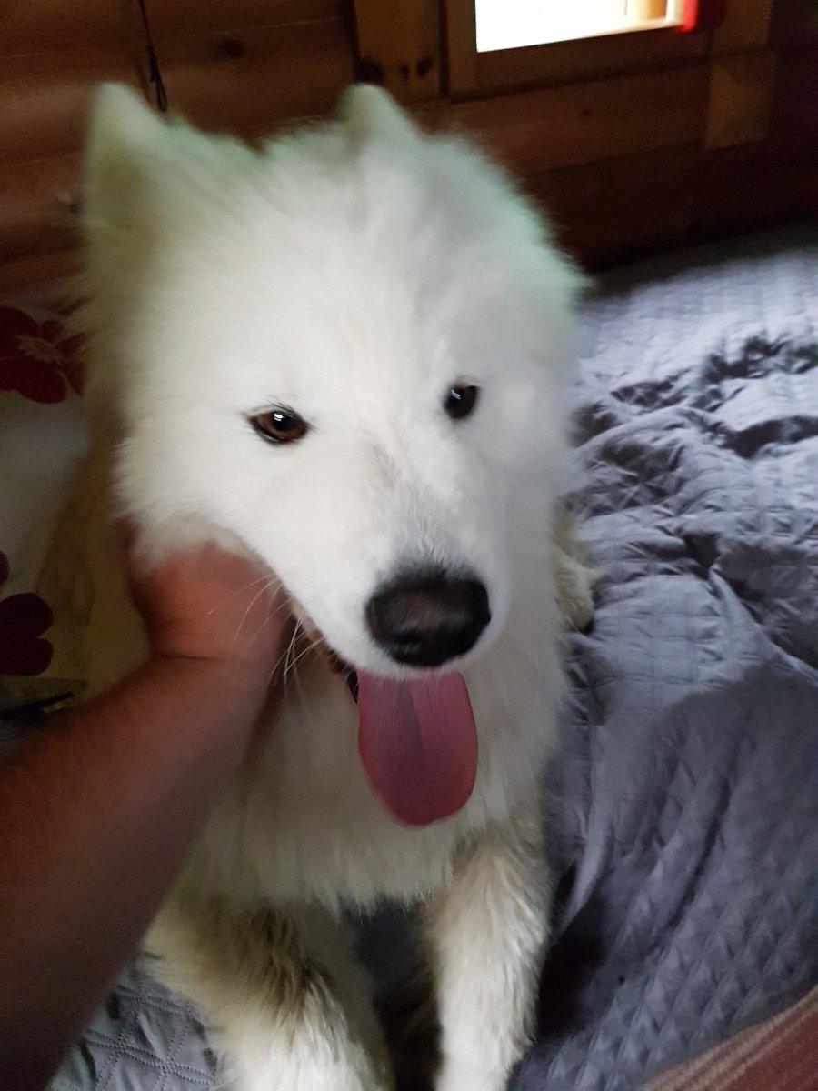 V75paisti's tweet photo. Ainakin sain uuden oikein kliffan kaverin mökkireissulla. #samojedi #koira https://t.co/uyZxGn2Njn