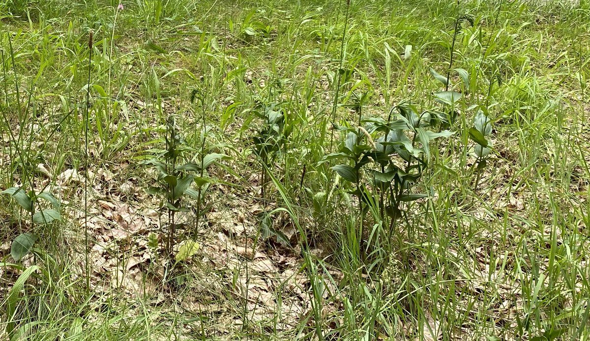 SKiezebrink's tweet photo. De #brede_wespenorchis staat nu op schaduwrijke plaatsen langs de #Tonnenberg, #Postweg en #Leuvenumseweg #ErmeloBuitenleven prachtig in bloei. Bijen en #wespen zorgen voor de bestuiving van plant. Maar het lijkt erop dat ook andere dieren van deze plant houden. https://t.co/NlBahDJ3H5