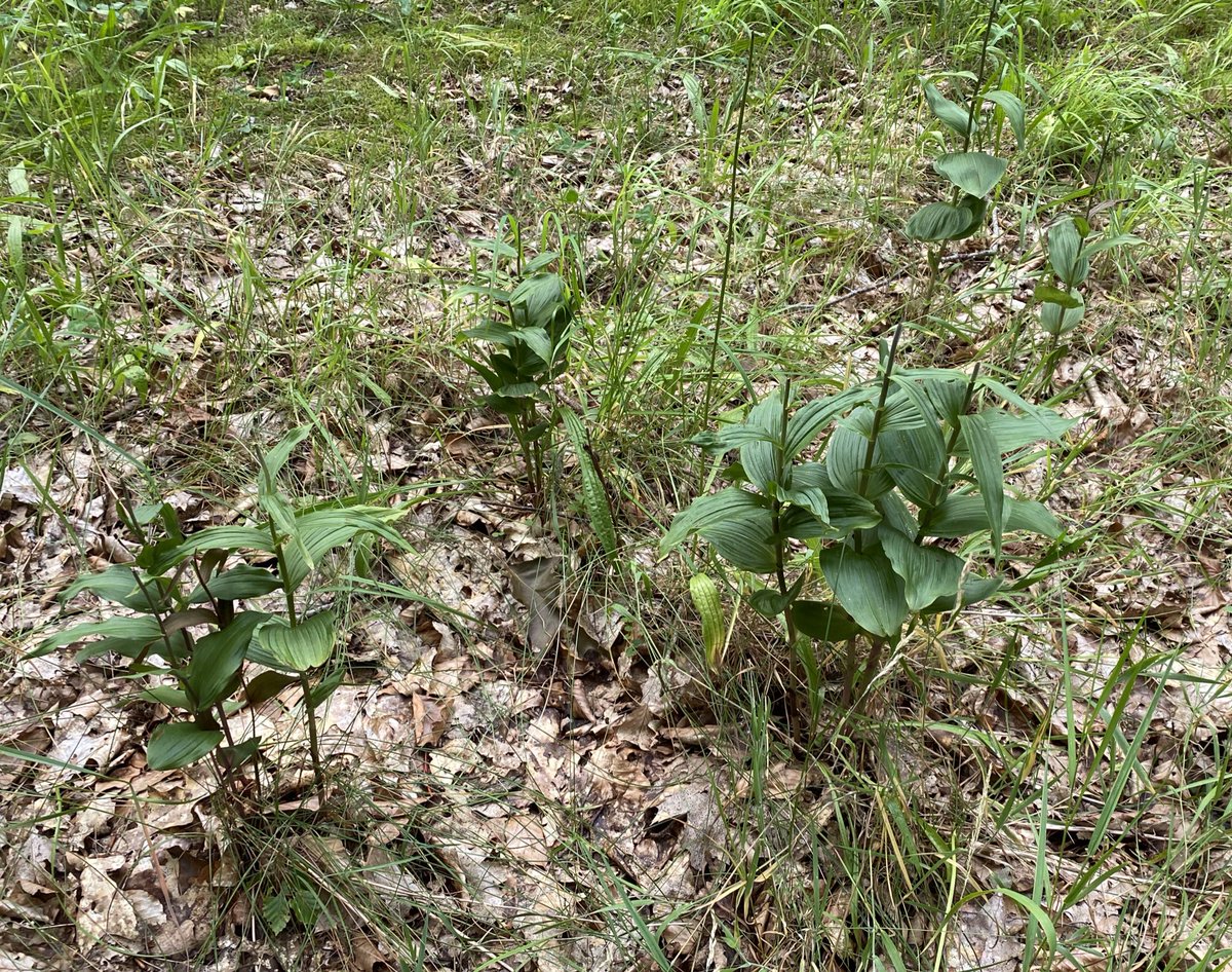 SKiezebrink's tweet photo. De #brede_wespenorchis staat nu op schaduwrijke plaatsen langs de #Tonnenberg, #Postweg en #Leuvenumseweg #ErmeloBuitenleven prachtig in bloei. Bijen en #wespen zorgen voor de bestuiving van plant. Maar het lijkt erop dat ook andere dieren van deze plant houden. https://t.co/NlBahDJ3H5