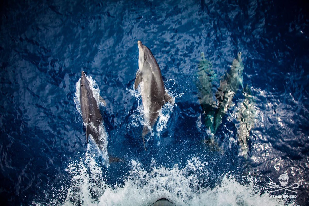 Journée mondiale des dauphins 

Cette photo n’a pas été prise à l’autre bout du monde. Ces dauphins vivent chez nous, dans le golfe de Gascogne et leur survie dépend de NOUS. 

#JournéeMondiale #dauphins #OpDolphinByCatch #SeaShepherdFrance