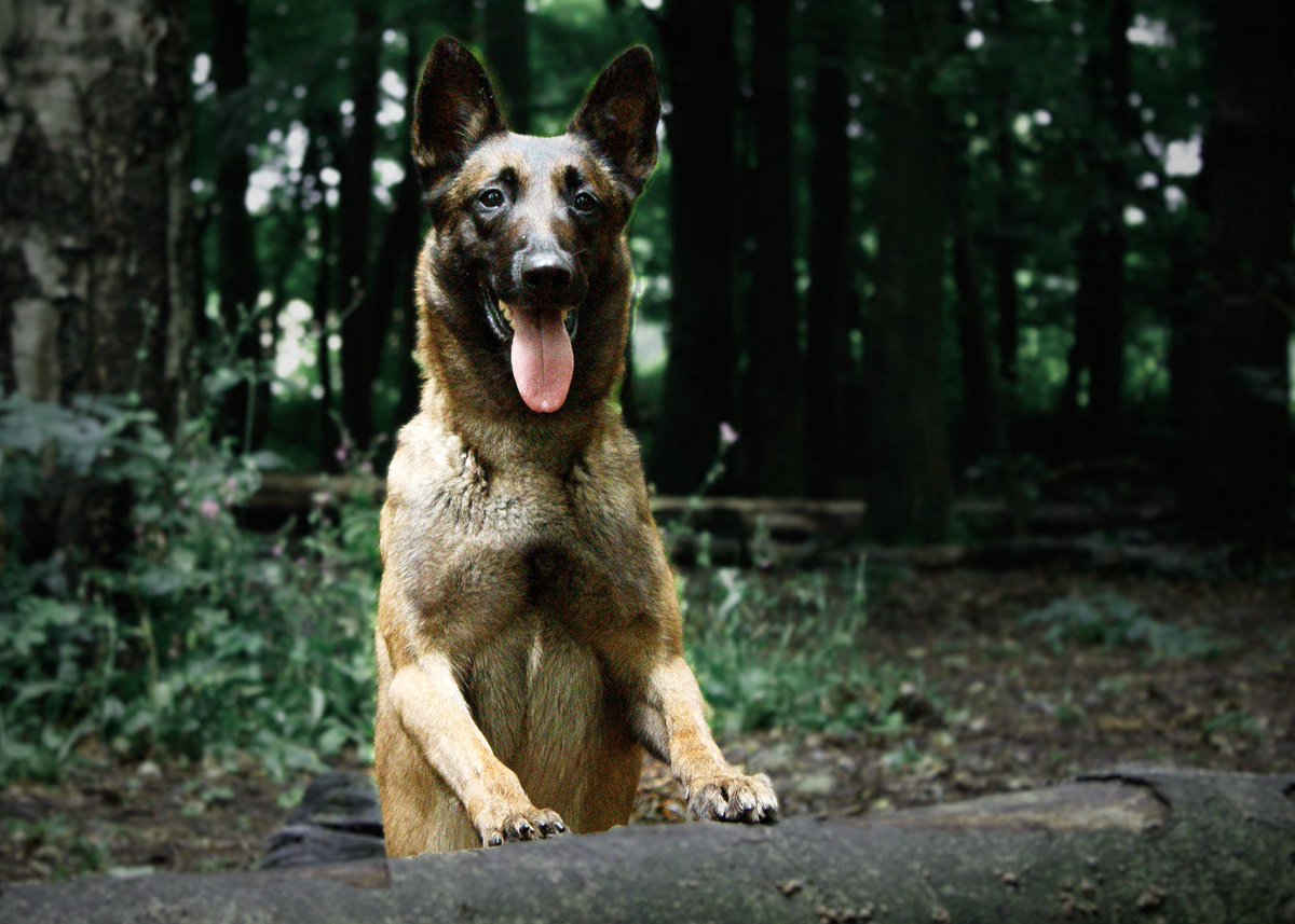MaliMyra's tweet photo. I’m trying to build a portfolio and just practice pet photography if anyone would like help  I’m looking for dog models to come along and have a mini photoshoot https://t.co/WtBk94Mm0R