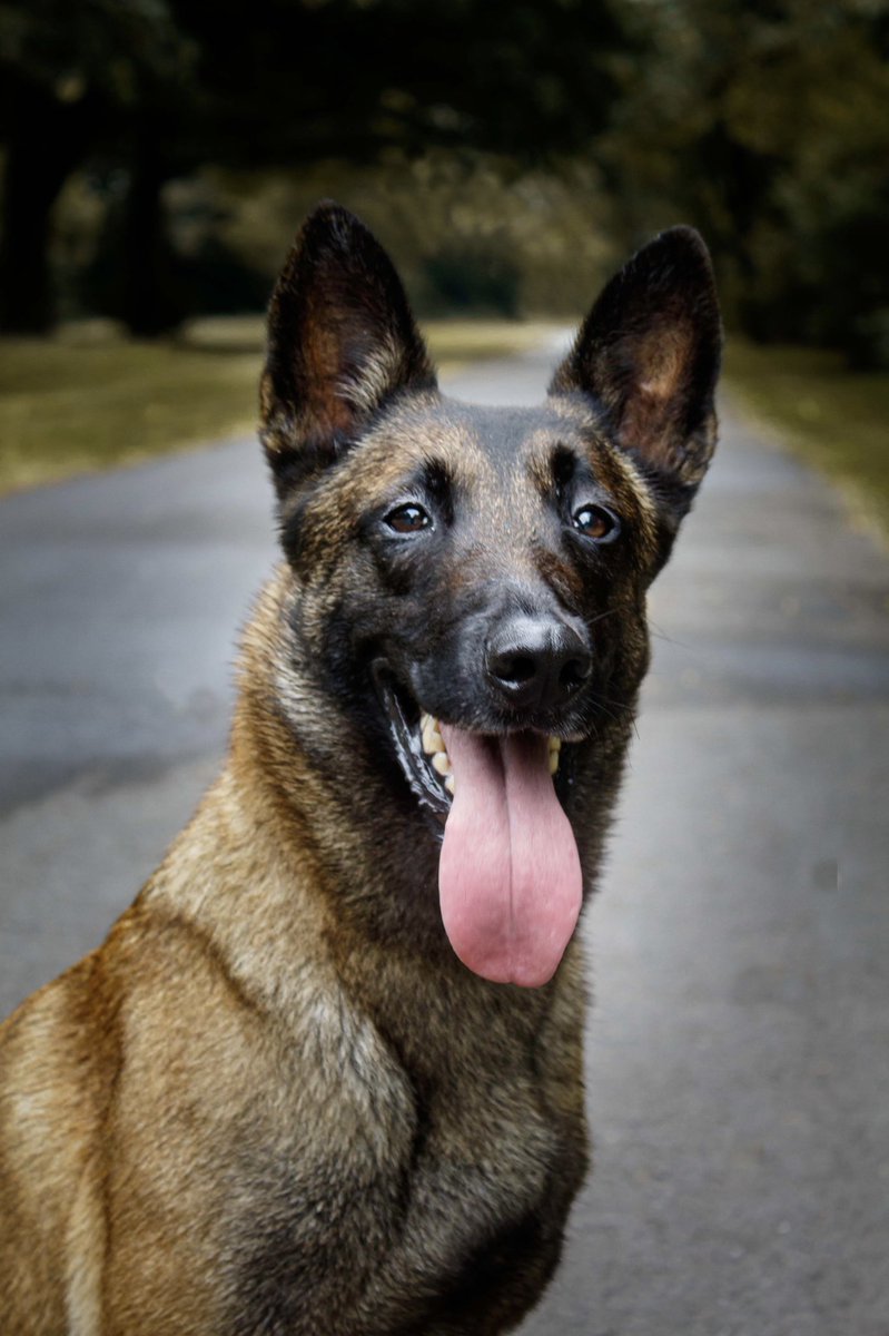 MaliMyra's tweet photo. I’m trying to build a portfolio and just practice pet photography if anyone would like help  I’m looking for dog models to come along and have a mini photoshoot https://t.co/WtBk94Mm0R