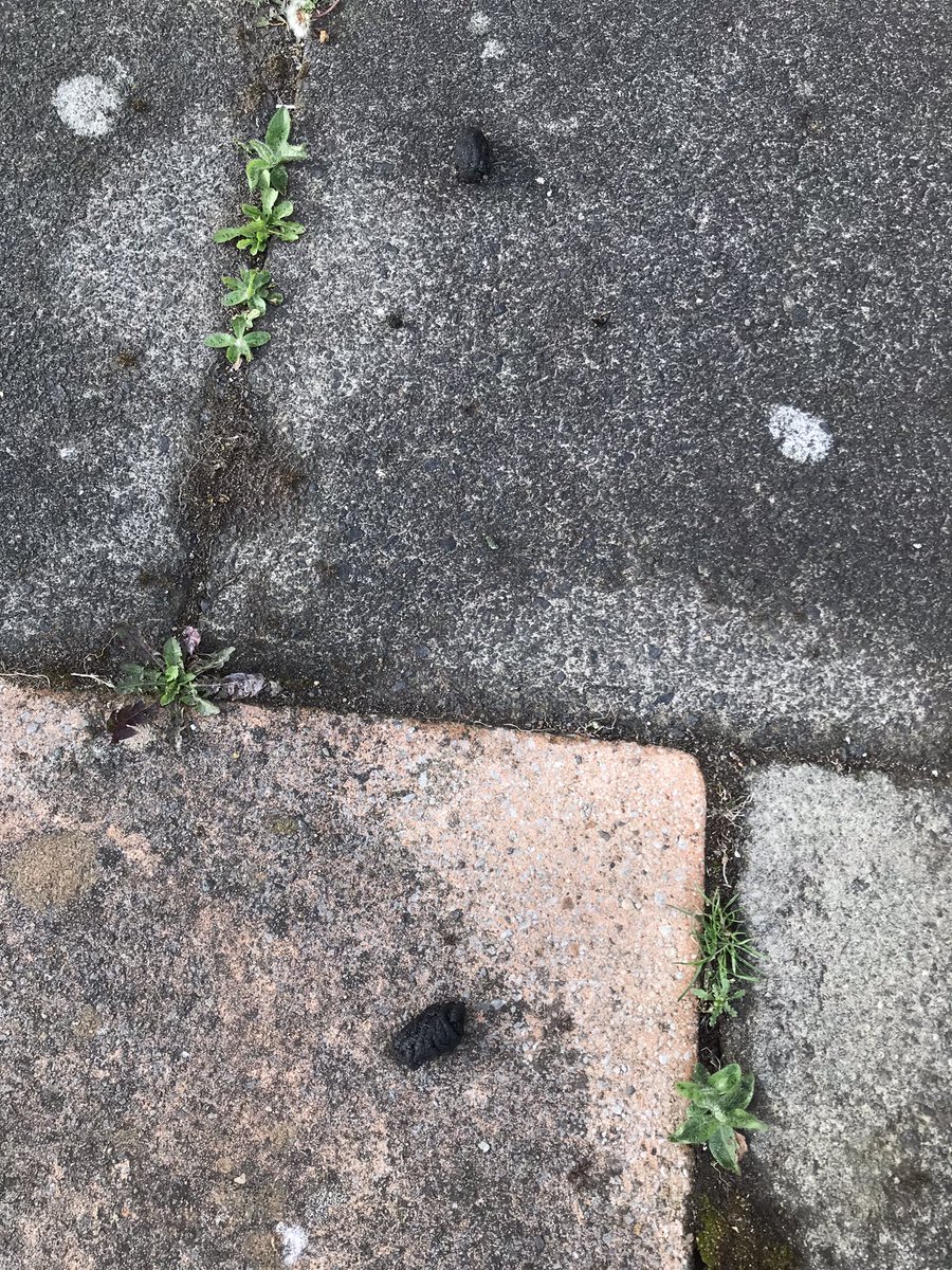 PhoebsBo's tweet photo. Can anyone help me identify this animal poop I found in my (Scottish) garden? They’re 4.5cm and 3.5cm long. I’m hoping they belong to a hedgehog.
#AnimalPoo #AnimalPoop #Wildlife #Nature #Garden #Gardening #GardenAnimals #PoopID #PooID #HedgehogPoo #HedgehogPoop https://t.co/1cF4YHvISm