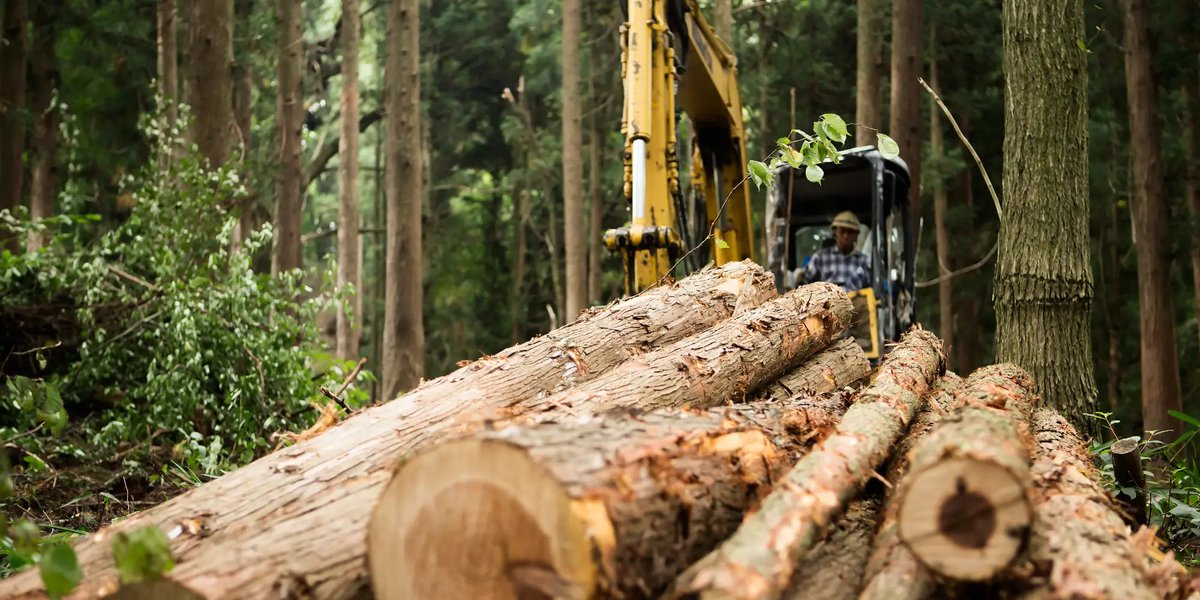 Lumber prices are set for a shakeup with the rollout of new futures