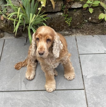 millypod1's tweet photo. HELP NEEDED: LOTTIE Hit by a car along the Petworth Road nr Witley Rec yesterday approx 3pm. 2 men were seen trying to put her in their car.
🆘22 JULY 2022 #Lost #ScanMe
OLDER Golden Cocker Spaniel Female
#Witley /#Wormley #Surrey #GU8
☎️07854390321
https://t.co/V01dGSblkx https://t.co/hQoxdDSm0W
