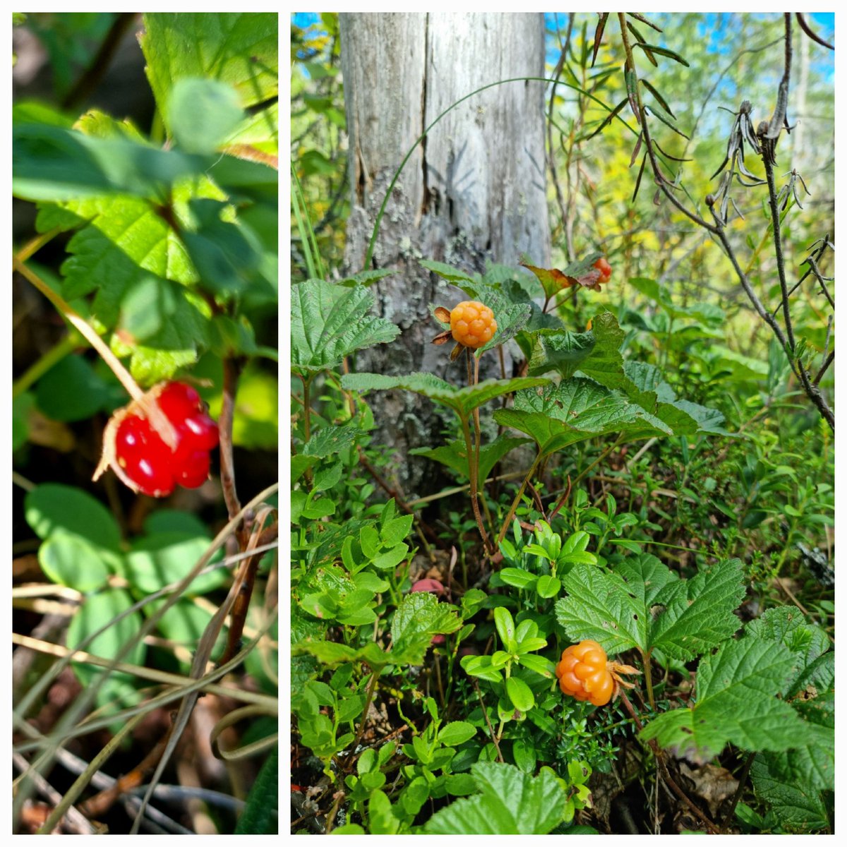 Pietari Kinnunen tweet media