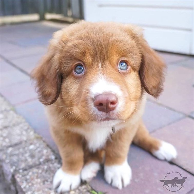 Awww so cute puppy ❤️😍