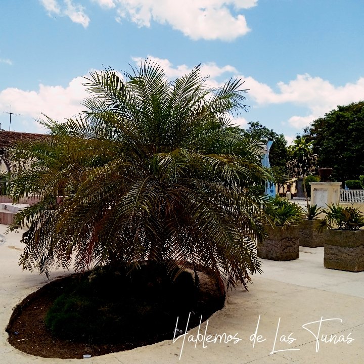 HTunas89's tweet image. Boulevard y Hotel Cadillac, Las Tunas, Cuba
Follow IG @hablemos.lastunas

#islazul #boulevard #LasTunas #Cuba