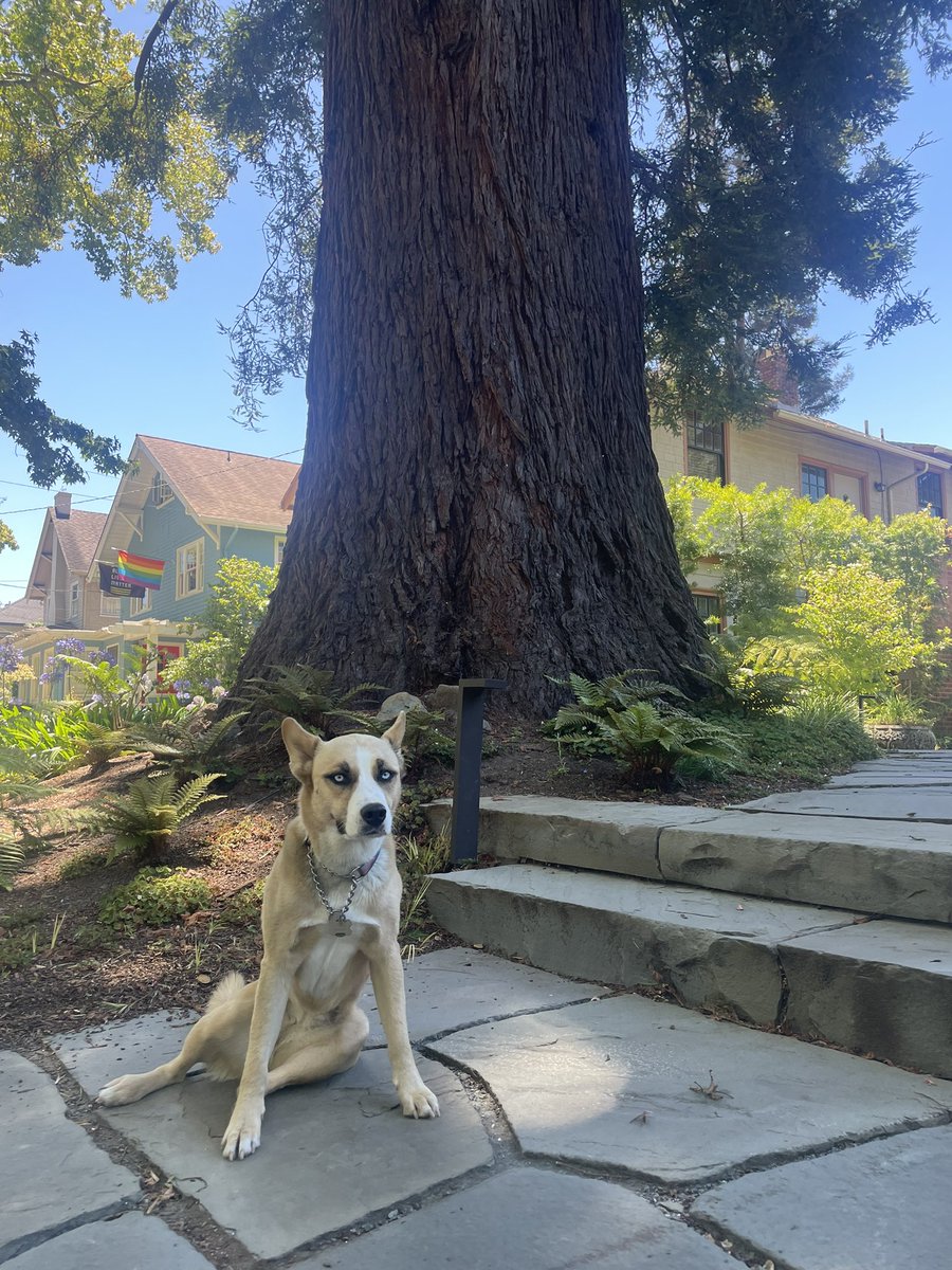 DollyDalai's tweet photo. Hi frens! Found wunderful #shade today on me walkie. Pawlease share your fave shady spot #shadecrew https://t.co/uJdH0HZ9R0