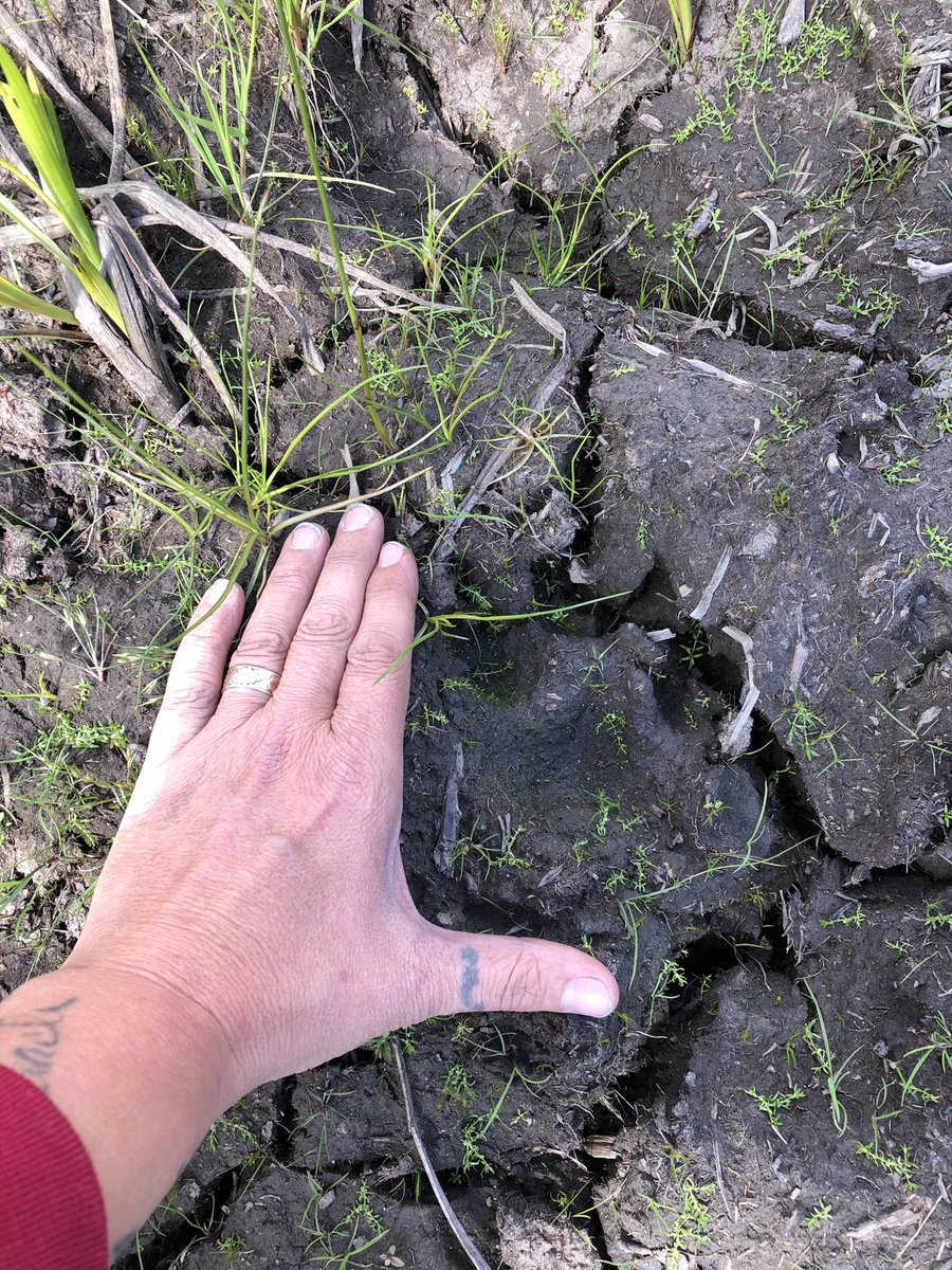 gomer2323's tweet image. Im thinking this was a wolf print. Pretty big pup out there. #HuntingPrep #WeRiding