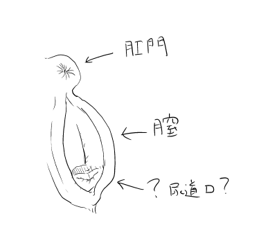 馬の女性器について調べたんだけど、一番下のパーツがなんなのかよくわからなかった
尿道口なのかなぁ… 
