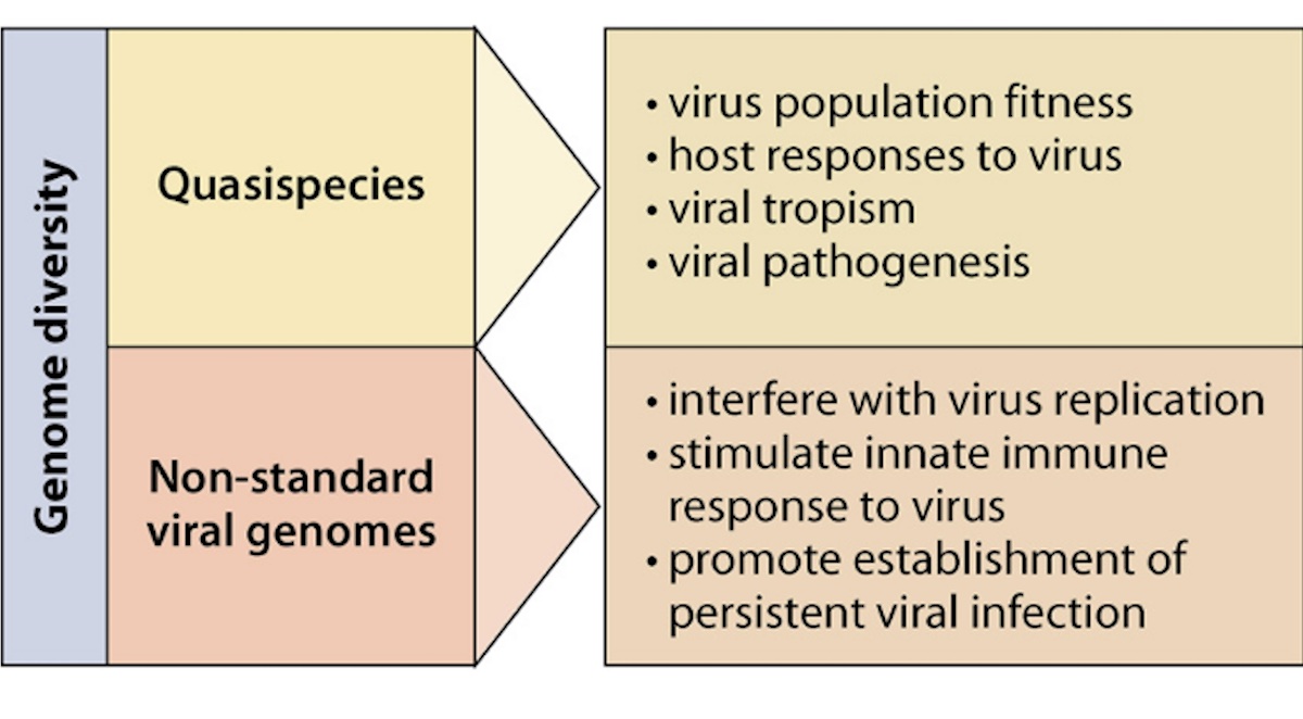 Felt and colleagues show that negative-sense RNA virus populations include particles w/ diverse, interacting viral genomes called quasispecies that shape infection outcome journals.asm.org/doi/10.1128/MM…  <a href="/ASMicrobiology/">ASM</a> #MMBRJournal