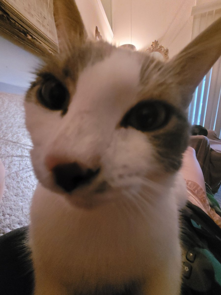 PBStashReads's tweet photo. The last #cat picture accomplished. Plopped on me when reading. #readathon #readathonpets #reversereadathon https://t.co/RuFSaTNrxi
