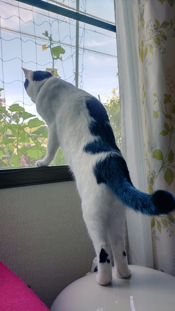 Sato_ust's tweet photo. 朝の日課
#猫 #猫好きさんと繋がりたい #猫がいる暮らし https://t.co/PNKx206Avy
