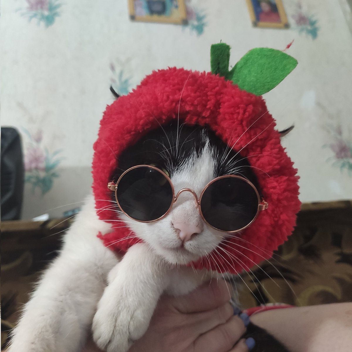 seakid011's tweet photo. тишка модный огородный https://t.co/VZpIuELaBp