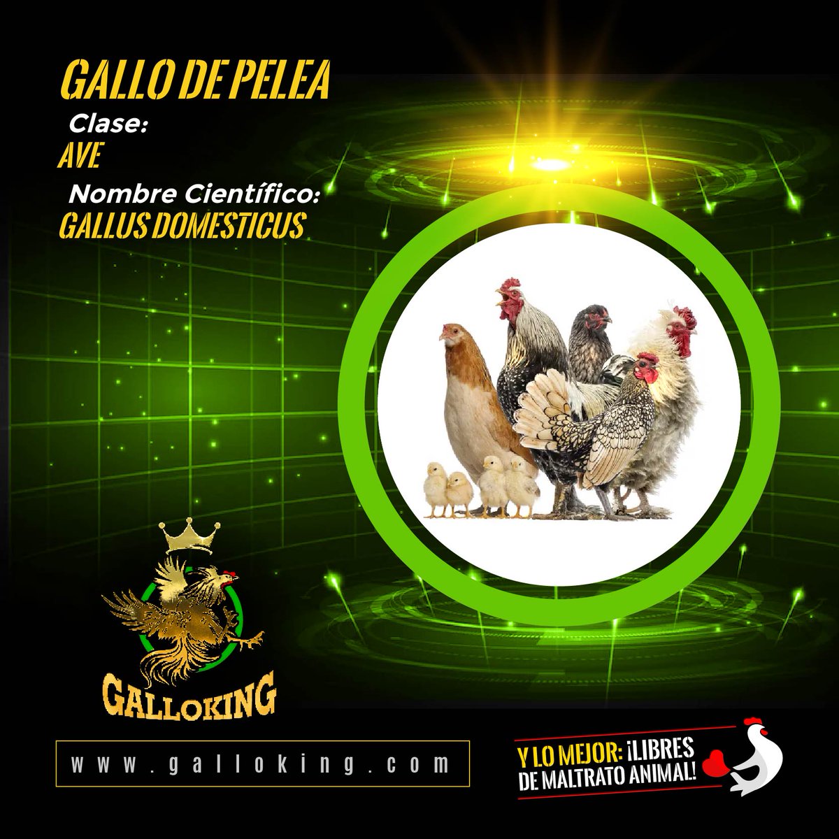 🐓 #GalloKingCoin #GalloTraining #GalloLinaaje #GalloFight #GalloFight #Gamefowl