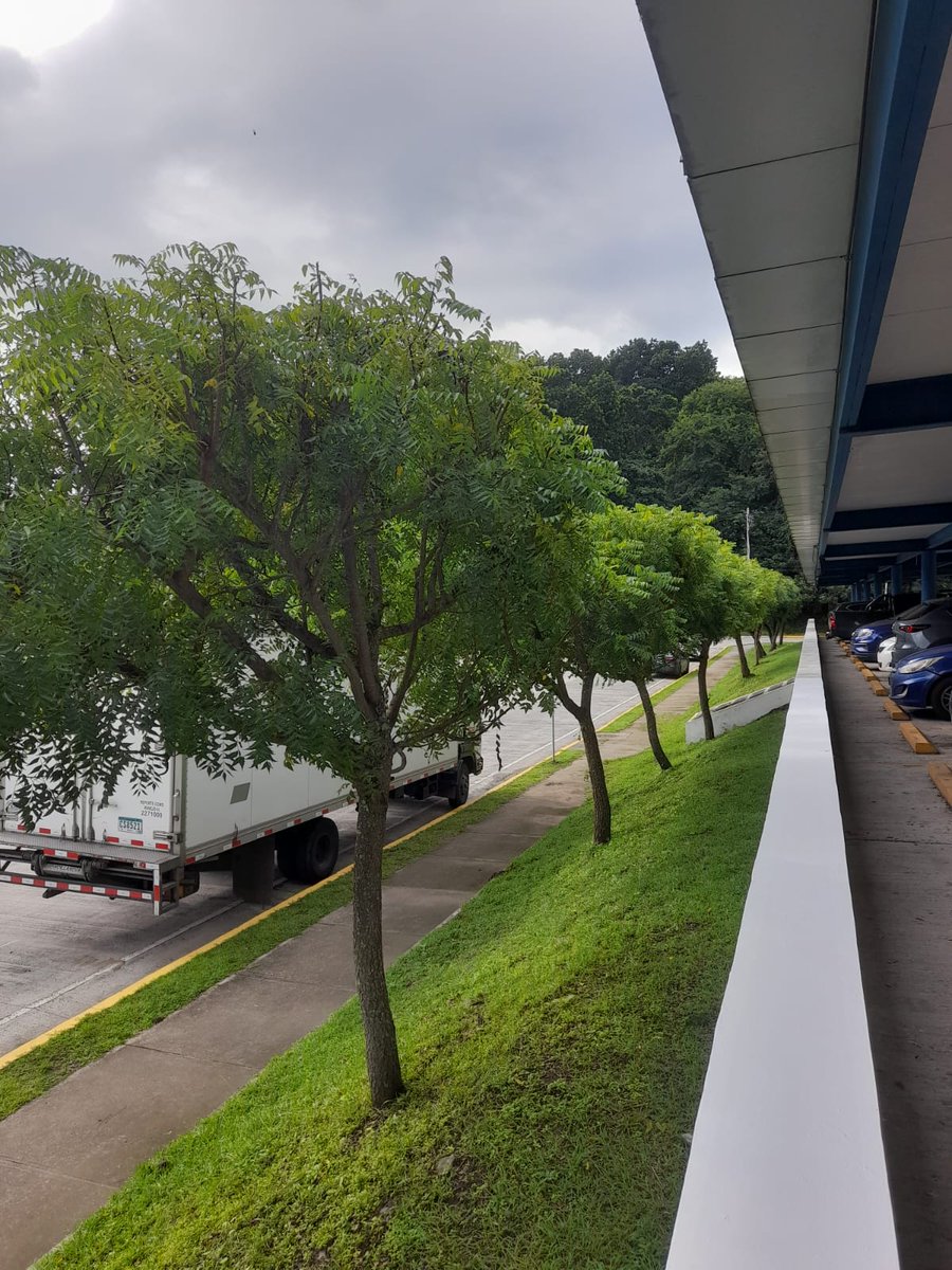 Árboles de Neem frente al estacionamiento de un super 🌳🌳🌳