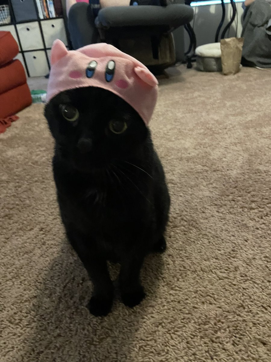musicalmallorie's tweet photo. A cat in a Kirby hat https://t.co/vVuMelSjC2