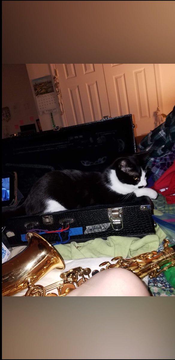 JSeyfried85's tweet photo. @XCanadensis I may not get your birthday gift to you on time so here is a silly picture of Pistachio 🥳🐈‍⬛🌻 https://t.co/hlbXzyOUb3