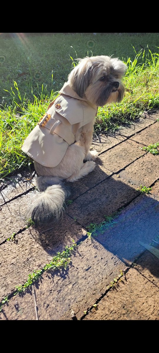Who wore it better <a href="/mishacollins/">Misha Collins</a>?
#DogsOnTwitter #dogstagram #DogsofTwittter #dogsofinstagram