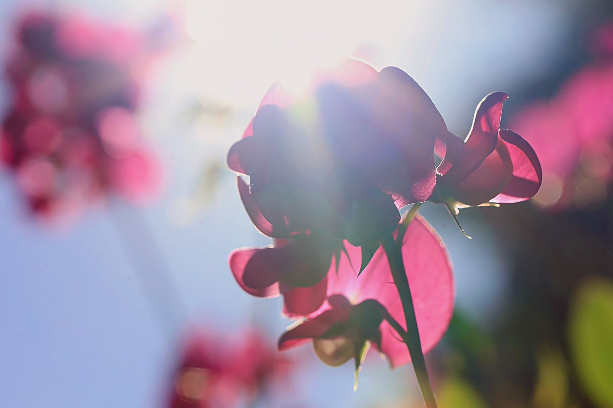 CaseyBroda's tweet image. I took my kids to a birthday party today. It’s the first kids party I’ve been to in 3ish years. I see the light. Things are kinda getting back to the way they were. 
#postcovidworld #CovidIsNotOver #flowerphotography #sunflare