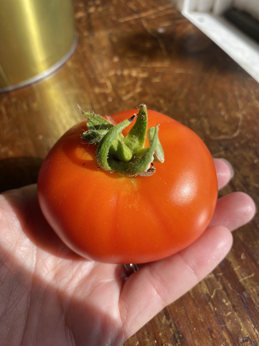 awesummom4's tweet photo. @SonjatMorgan My 1st ever tomato that I’ve grown. I picked it today…🥰 https://t.co/lZIVYYs2Up