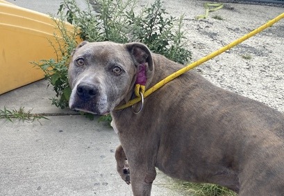 NMBewitched's tweet photo. 🆘️Kill Command🆘️
TYSON
#NYCACC
#Pledges $90 TJG $387
Devotion & Loyalty
Has led to his Death Sentence
Sorry he is not sparkling
Being caged for 23 hrs a day
After all he was only dumped 10 days ago, plenty of time to adjust to being alone, scared &💔
No Time, AGAIN
#Foster https://t.co/qyQJGWsDW6