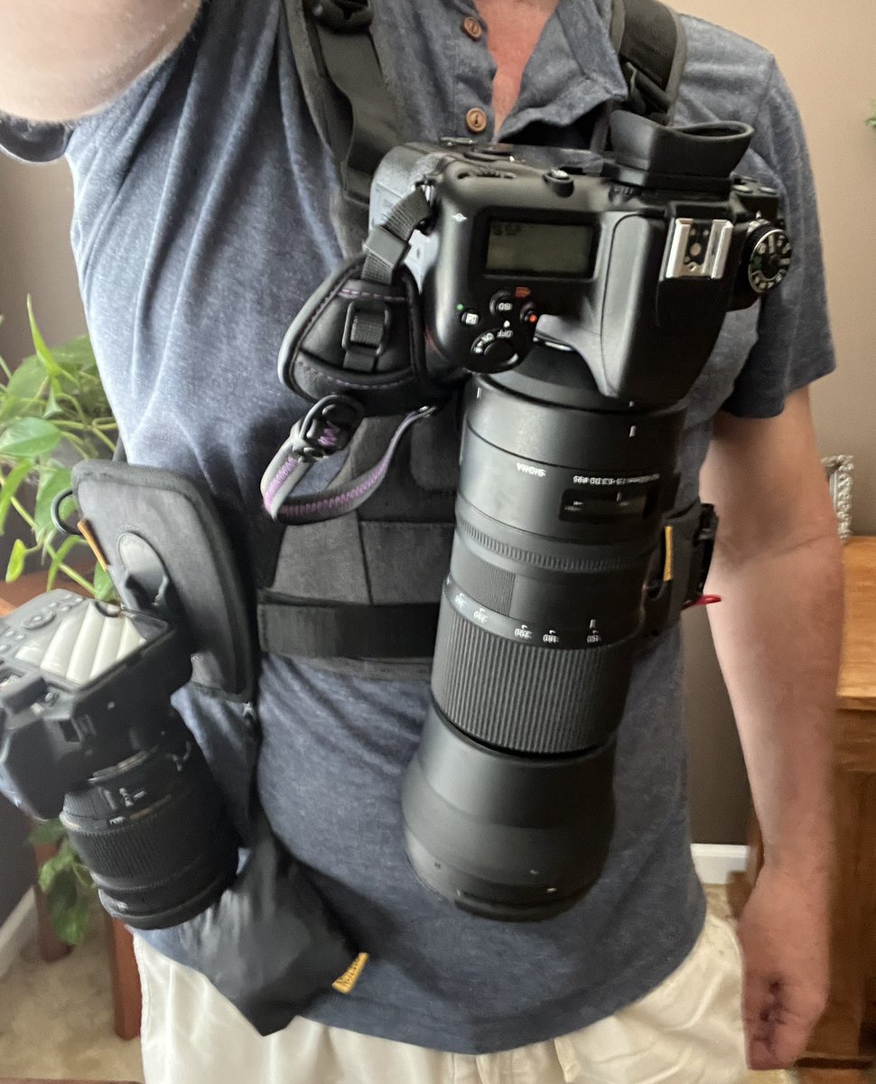 The Cotton Carrier dual camera harness seems to be an easier hands free way to carry cameras. In addition it provides easy access to the cameras- turn camera to the right to unlock and slide out of the slot and ready to shoot #CottonCarrier #photography #hiking #naturephotography