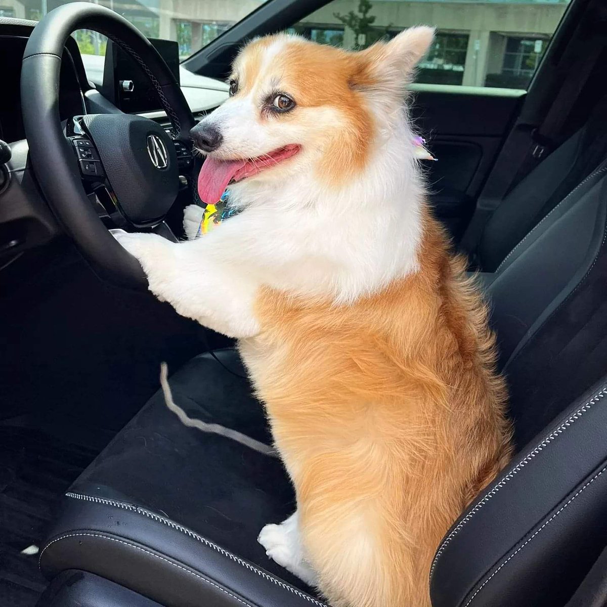 kimchithecorgi's tweet photo. πΆπΎ Everyone is at @IMPORTFEST_2022 this weekend but the real star π is here π @AcuraCanada @Acura @AcuraConnected
#nextgenintegra #integra2023 #DE4 #VTEC #Turbo #lunarsilver #importfest #importfest22 #carbonfiber #projectintegra #Toronto #corgi #fluffycorgi #Kimchithecorgi https://t.co/c2of76BzQM